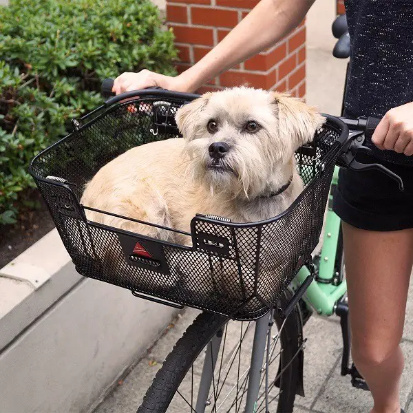 câine ciclu coș de biciclete