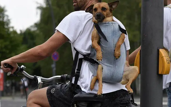 un rucsac pentru transportul unui câine pe bicicletă