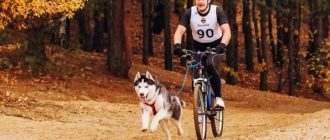 Cum să transportați un câine pe o bicicletă: cele mai bune moduri