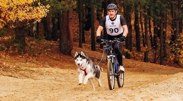 Cum să transportați un câine pe o bicicletă: cele mai bune moduri