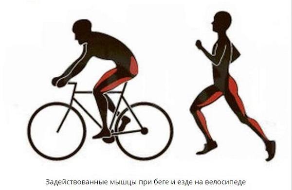mușchii implicați în timpul alergării și ciclismului